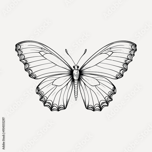 Detailed butterfly line art