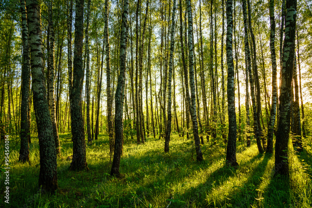 Grove of birches with young green leaves at sunset or sunrise in spring or summer. Grove of birches with young green leaves at sunset or sunrise in spring or summer.