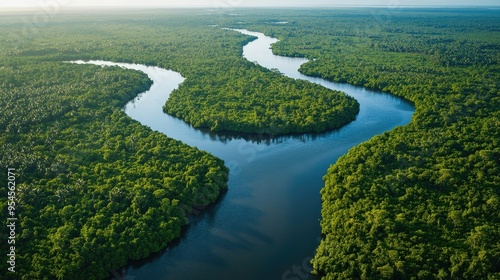 Bird's-eye view of the dense mangrove forests along the coast of West Papua, with waterways winding through