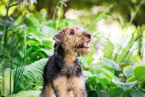 Obraz na plátně Portrait of a brown-black wire-haired dog Welsh Terrier Airedale against a backg