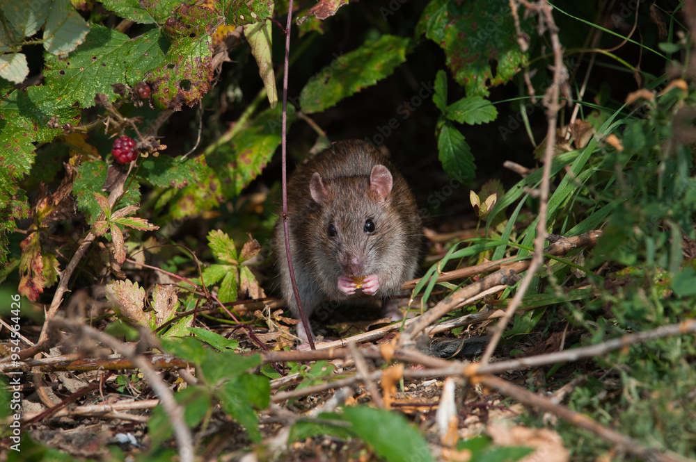 rat rat