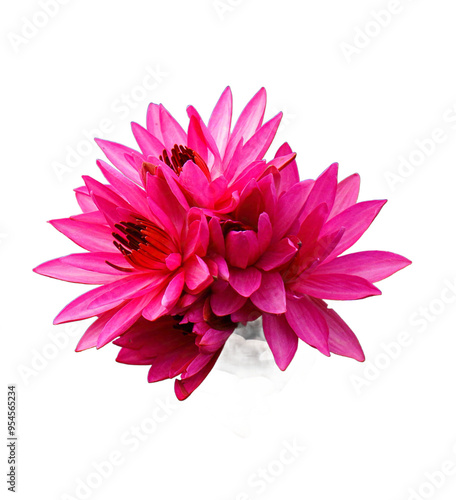 Fotografia pink water-lilies bunch