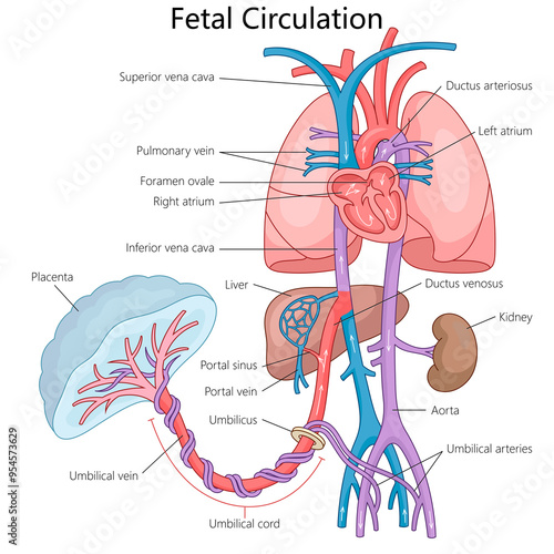 fetal circulation system, blood flow from the placenta through the umbilical cord to heart and other organs diagram hand drawn schematic raster illustration. Medical science educational illustration photo