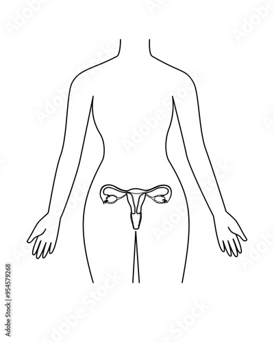 Woman body with reproductive system in outline drawing style.