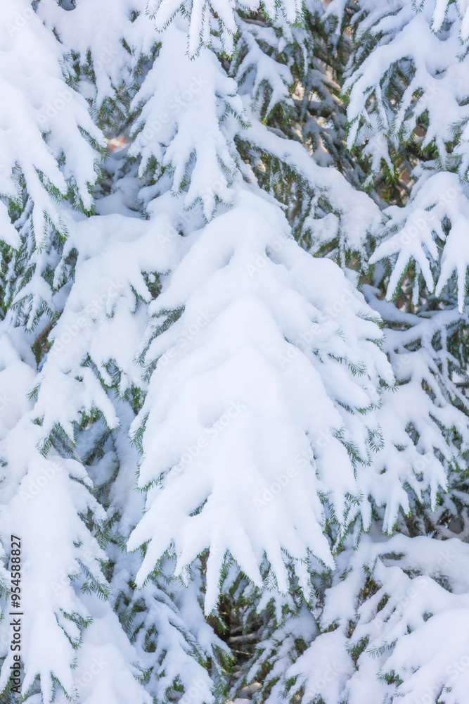 Fir Branch Snow covered, Christmas Background Fir Branch Snow covered, Christmas Background