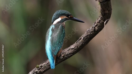 Common kingfisher, Alcedo atthis. A bird sits on a branch above the river, waiting for prey