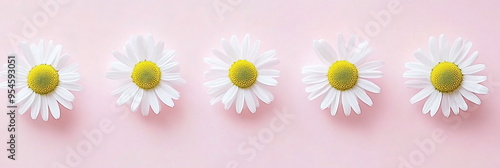 White daisy chamomile flowers on pale pink background