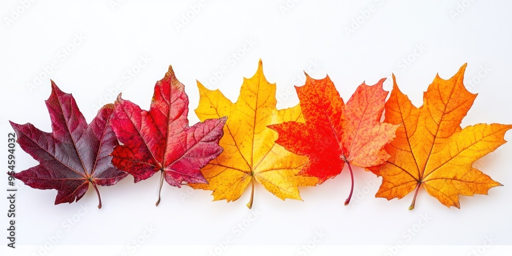 Five Vibrant Autumn Maple Leaves on a White Background Five Vibrant Autumn Maple Leaves on a White Background