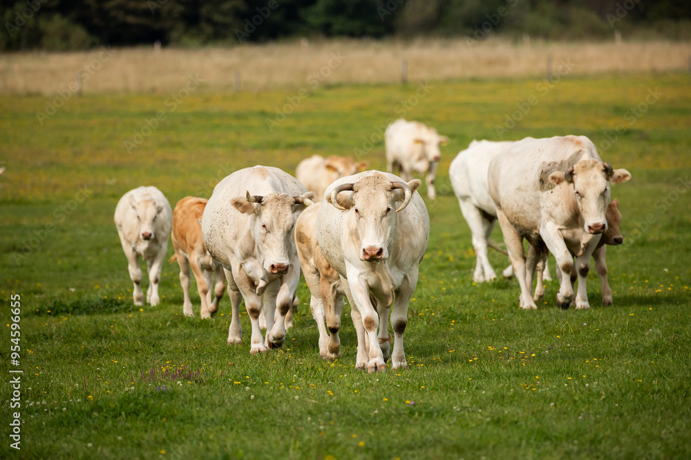 Obraz premium A herd of cows and calves walking towards the camera on a grassy field, with a forest backdrop.