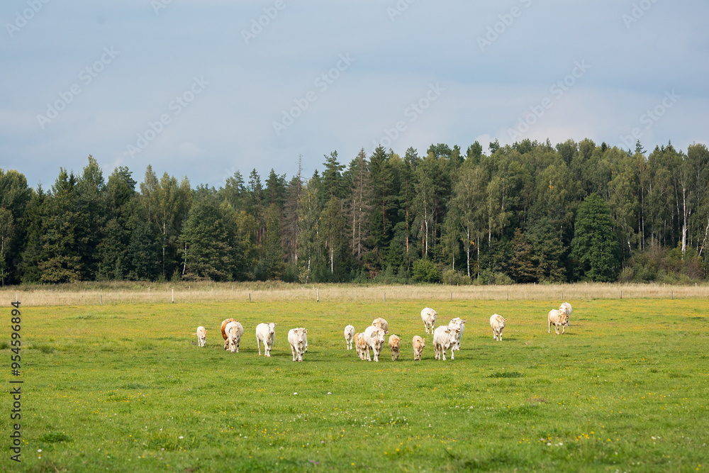 Obraz premium small group of cows grazing together in a flower-filled meadow, with a wooded area in the background.