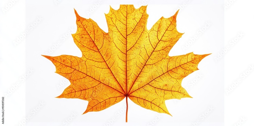 A Single Golden Maple Leaf Against a White Background A Single Golden Maple Leaf Against a White Background