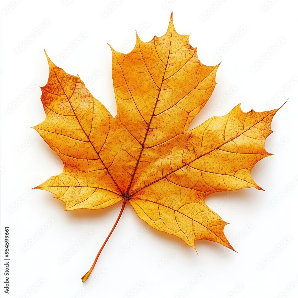 Single Dried Maple Leaf with Detailed Veins Single Dried Maple Leaf with Detailed Veins