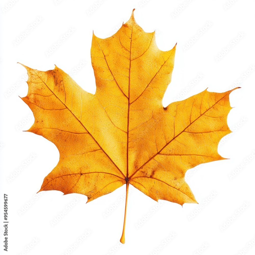 A Single Dried Maple Leaf with Visible Veins A Single Dried Maple Leaf with Visible Veins