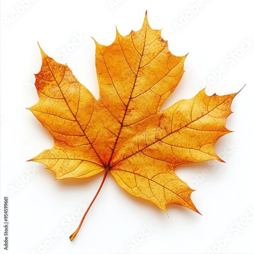 Wallpaper Mural Single Dried Maple Leaf with Detailed Veins Torontodigital.ca