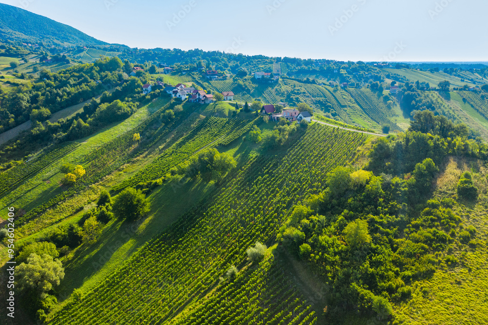 Drone view of vineyards on hills in Plesivica region in Croatia