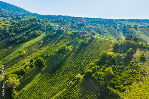 Obraz na płótnie Drone view of vineyards on hills in Plesivica region in Croatia w salonie