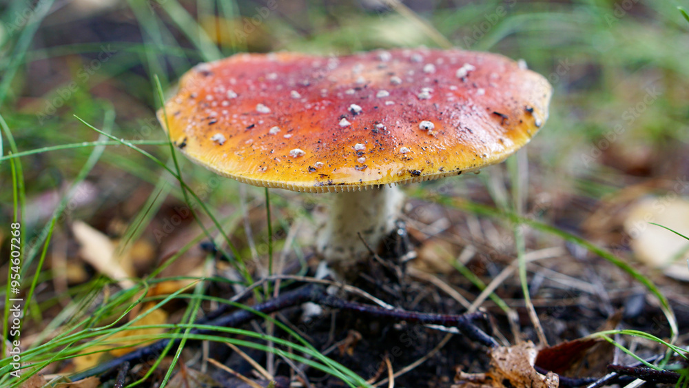 Amanita muscaria red fly agaric mushroom in autumn Amanita muscaria red fly agaric mushroom in autumn