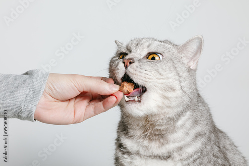 Woman hand is giving dry chicken heart treat to cat, pet treats
