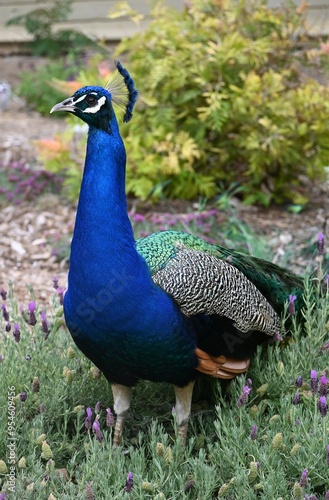 Wallpaper Mural Peacock portrait Torontodigital.ca