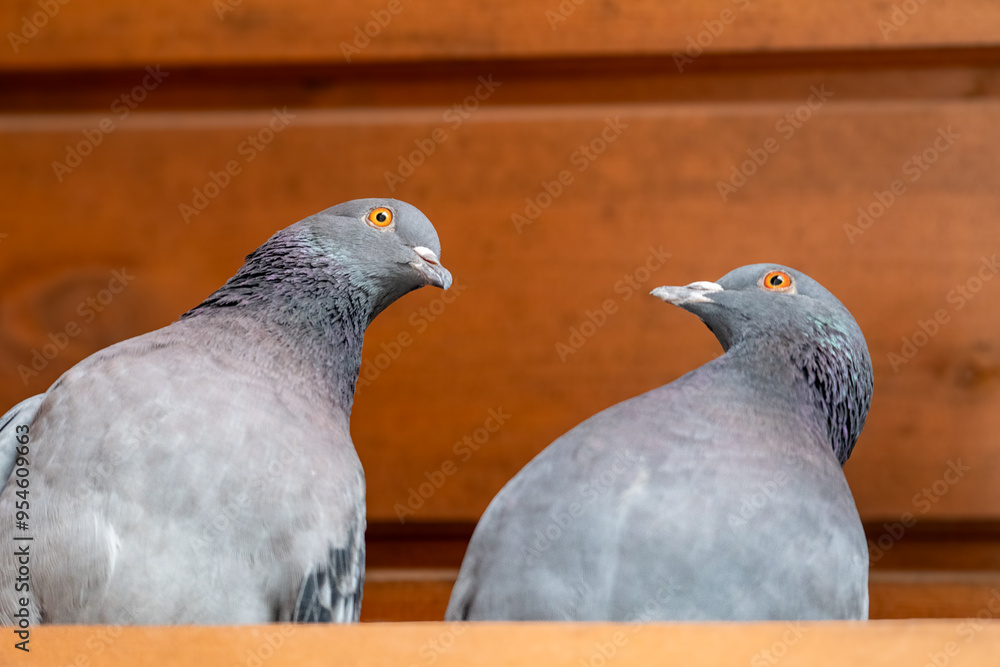 Tranquil pigeon. Peaceful pigeon on Distressed Timber Background. Divine Dove on Textured Wood. Majestic Dove Perched on Weathered Boards. Graceful grey Dove. Holy Spirit simbol. Pigeon looks camera.
