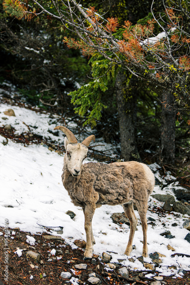 Mountain Goat on Snow-Covered Ground Next to Trees Mountain Goat on Snow-Covered Ground Next to Trees