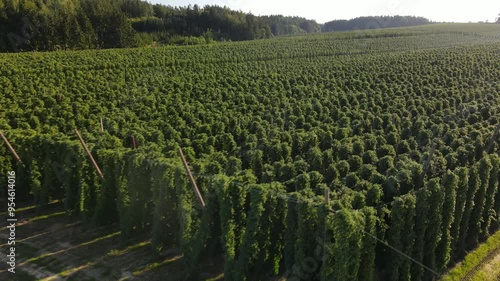 Bavarian Hops during harvesting phase during sunset from above photo