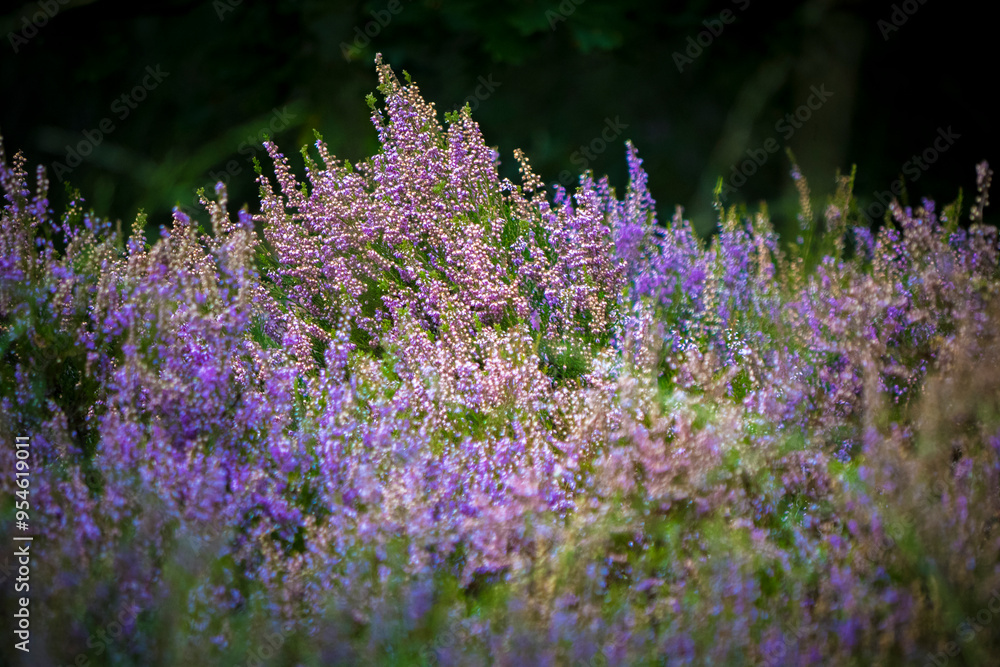 Obraz premium Closeup shot of purple heather (Calluna vulgaris) in bloom
