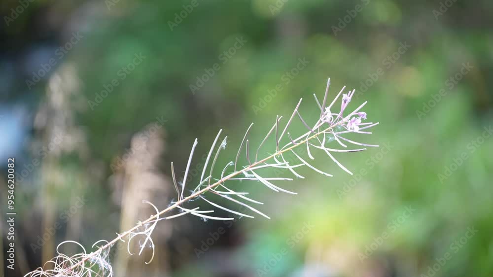 close up of grass / weed in the wind close up of grass / weed in the wind