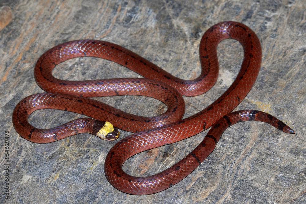 Sinomicrurus macclellandi, commonly known as MacClelland's coral snake, Venomous snake, Elapidae. The Endemic to southern and eastern Asia. Chamba, Himachal Pradesh. Sinomicrurus macclellandi, commonly known as MacClelland's coral snake, Venomous snake, Elapidae. The Endemic to southern and eastern Asia. Chamba, Himachal Pradesh.