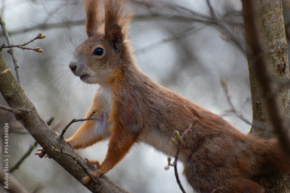 squirrel on a tree squirrel on a tree
