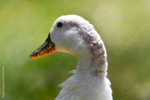 Portrait The domestic duck (Anas platyrhynchos domesticus) photo