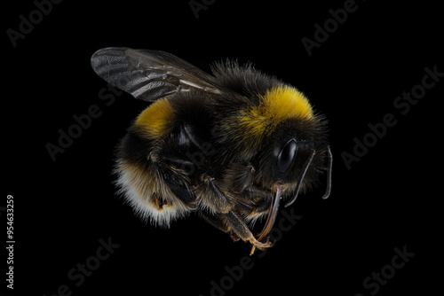 Bumblebee in complete focus, 1:1 magnification, from side