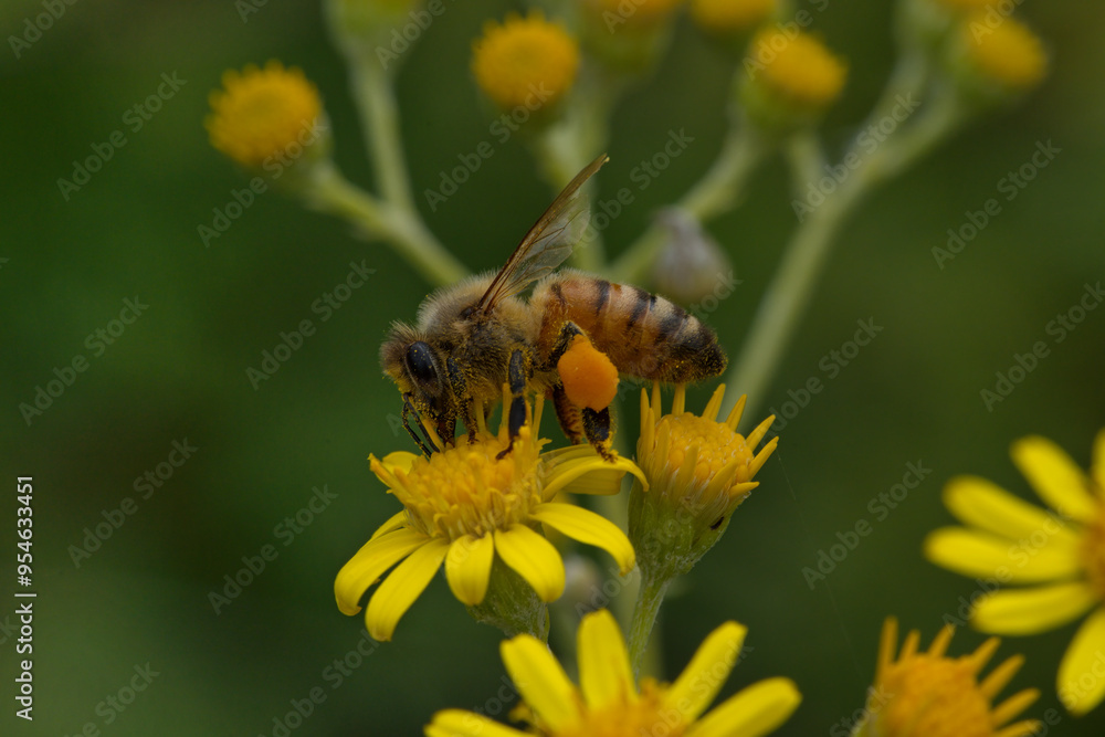 A Honey bee is spreading pollen while collecting nectar A Honey bee is spreading pollen while collecting nectar