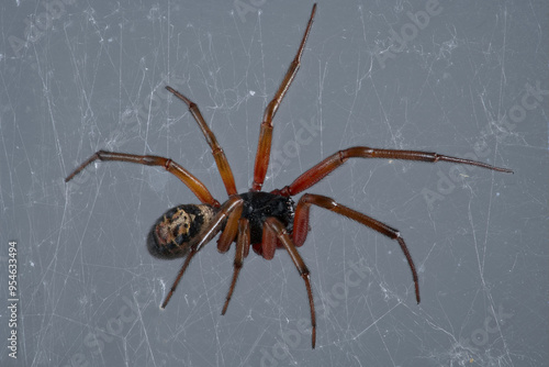 Noble false widow, male