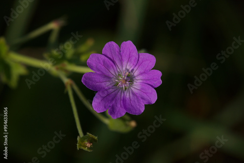 Hedgerow cranesbill flower, pink