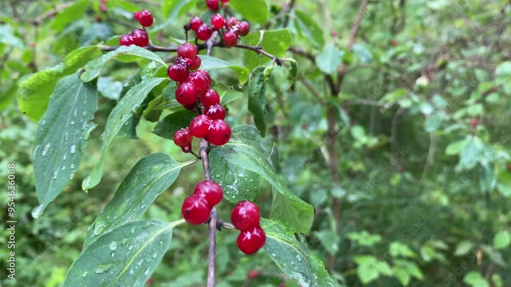 A bush branch of red berries. A bush branch of red berries.