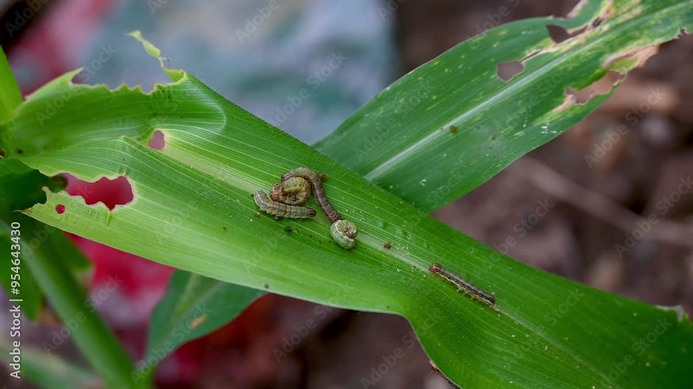 In the maize field, the armyworm attack the maize leaves, causing damage to the maize leaves, causing major losses to the maize itself. Maize is damaged by the fall armyworm Spodoptera frugiparda. att In the maize field, the armyworm attack the maize leaves, causing damage to the maize leaves, causing major losses to the maize itself. Maize is damaged by the fall armyworm Spodoptera frugiparda. att