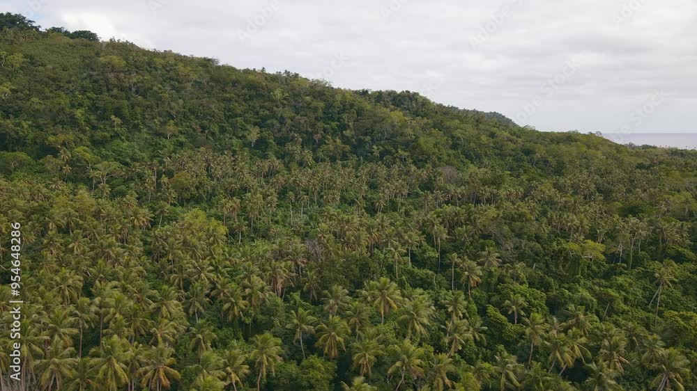 Drone aerial over a tropical rainforest on a mountain in Vanuatu Drone aerial over a tropical rainforest on a mountain in Vanuatu