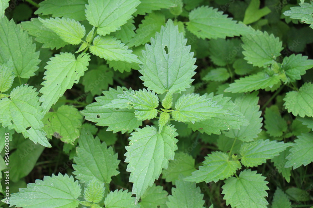 Twigs Of Wild Plant Nettle Or Stinging Nettle Or Urtica Dioica In Meadow Twigs Of Wild Plant Nettle Or Stinging Nettle Or Urtica Dioica In Meadow
