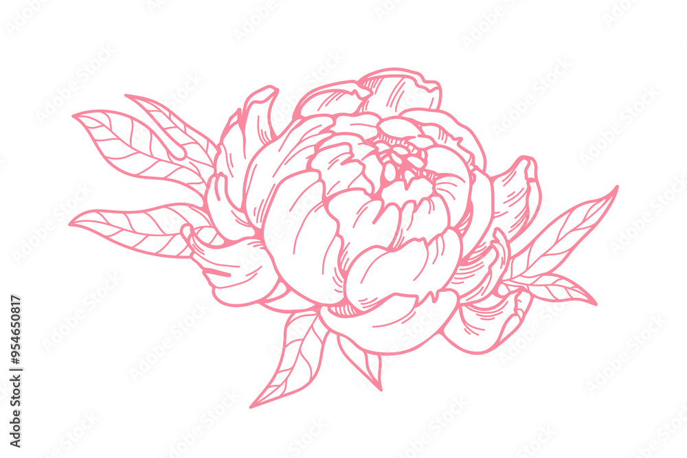 Peony flower blossom. Elegant bloom, outlined petals. Retro style botanical drawing. Detailed vintage sketch, floral design element. Hand-drawn vector illustration isolated on white background. Peony flower blossom. Elegant bloom, outlined petals. Retro style botanical drawing. Detailed vintage sketch, floral design element. Hand-drawn vector illustration isolated on white background.