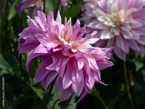 Closeup of flowers of Dahlia 'Labyrinth Two Tone' in a garden in summer