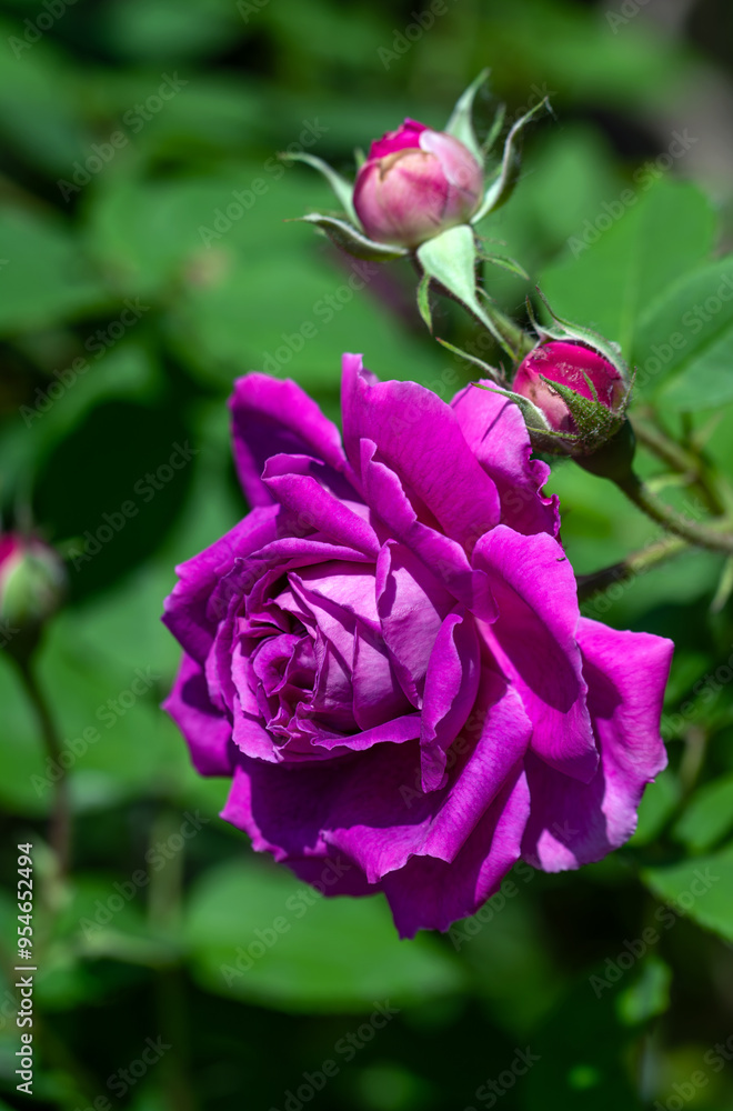 Blooming rose close-up. Soft focus. Beautiful flowers. Blooming rose close-up. Soft focus. Beautiful flowers.