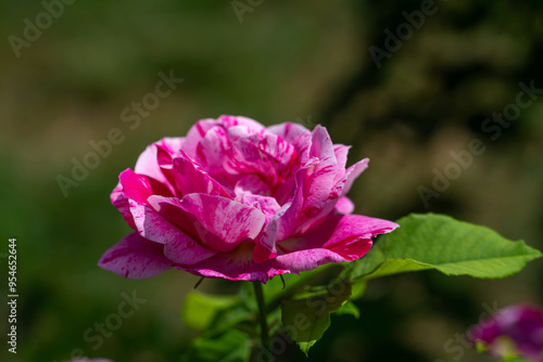 Blooming rose close-up. Soft focus. Beautiful flowers.