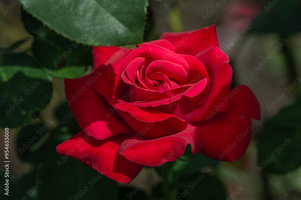 Red rose close-up. Soft focus. Beautiful flowers. Red rose close-up. Soft focus. Beautiful flowers.
