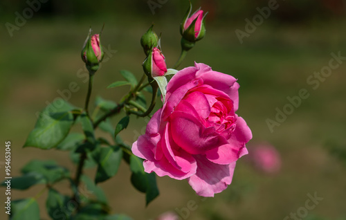 Wallpaper Mural Blooming rose close-up. Soft focus. Beautiful flowers. Torontodigital.ca