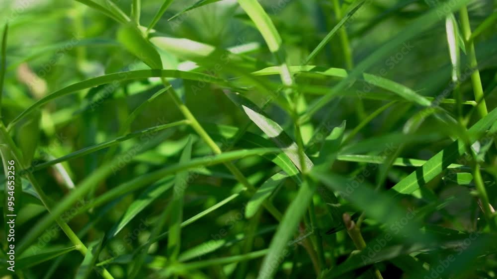 Green plant grass field slow motion macro background Green plant grass field slow motion macro background