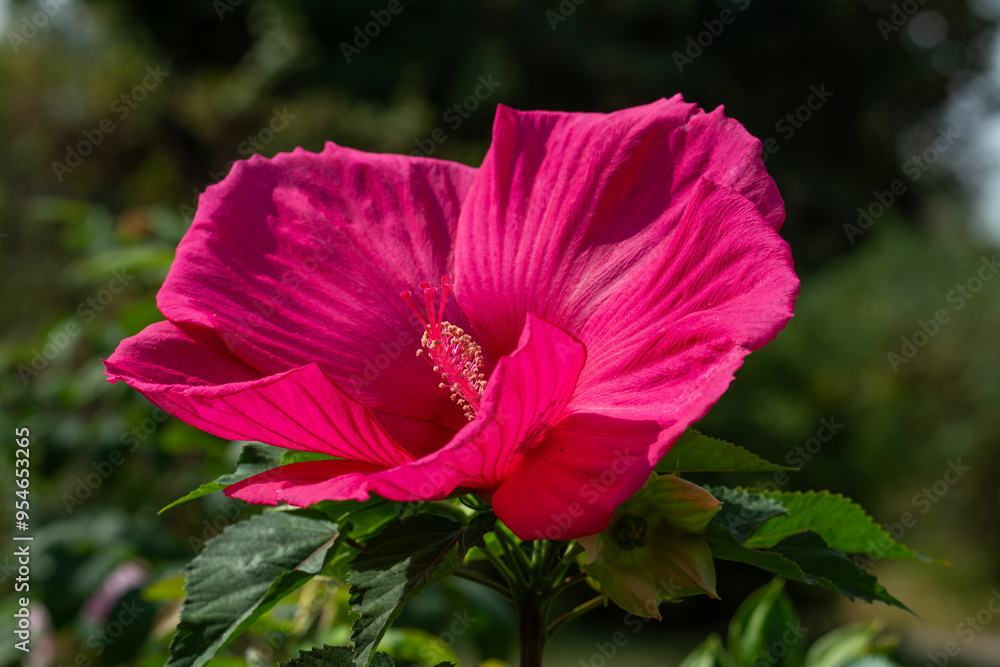 Obraz premium Close-up of blooming hibiscus. Soft focus. Beautiful flowers.