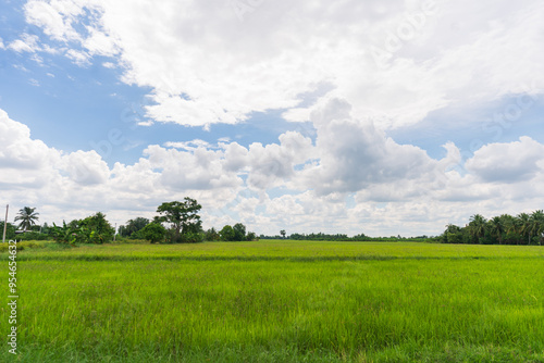 A vibrant green rice field stretches under a vast blue sky dotted with fluffy white clouds. The lushness of the crop and the expansive sky create a serene and tranquil scene, evoking a sense of peace