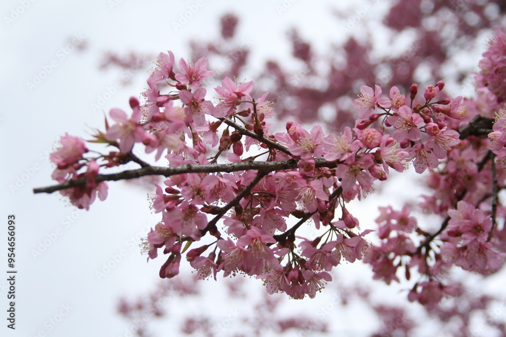 pink cherry blossom pink cherry blossom