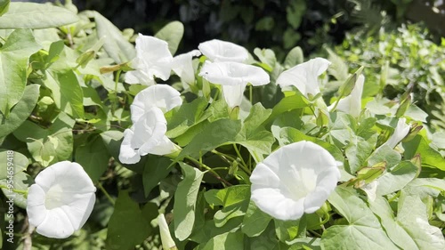 Hedge bindweed, Convolvulus, pulcher photo